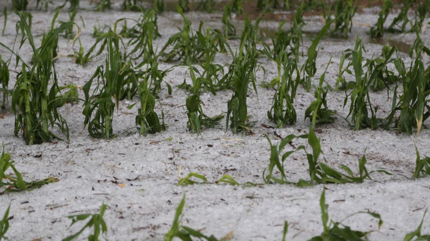 Camps de panís a Bellpuig coberts de calamarsa