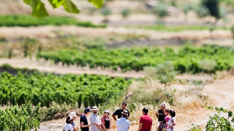 Imatge d'arxiu d'un passeig per les vinyes de L'Olivera a Vallbona de les Monges