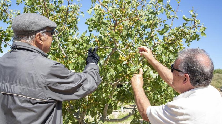 Josep Pont i Antoni Pujol inspeccionen com estan els pistatxos que han quedat als arbres