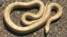 Descobreixen un exemplar de serp albina a Vallbona de les Monges