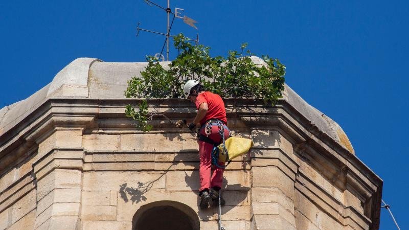 Un dels tècnics retirant ahir la figuera del campanar