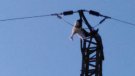 El GEMA de Tàrrega denuncia la mort d'una cigonya jove per electrocució