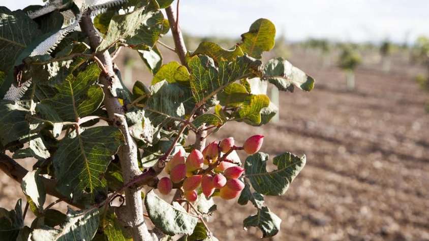 Imatge dels primers pistatxos a la finca Mas Colom de Tàrrega