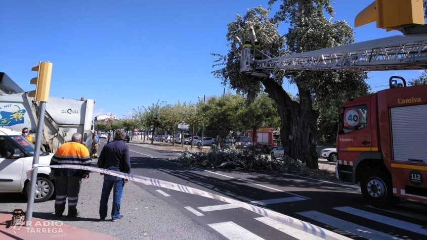 Les tasques de tala de l'àlber que ha patit danys a la zona dels instituts