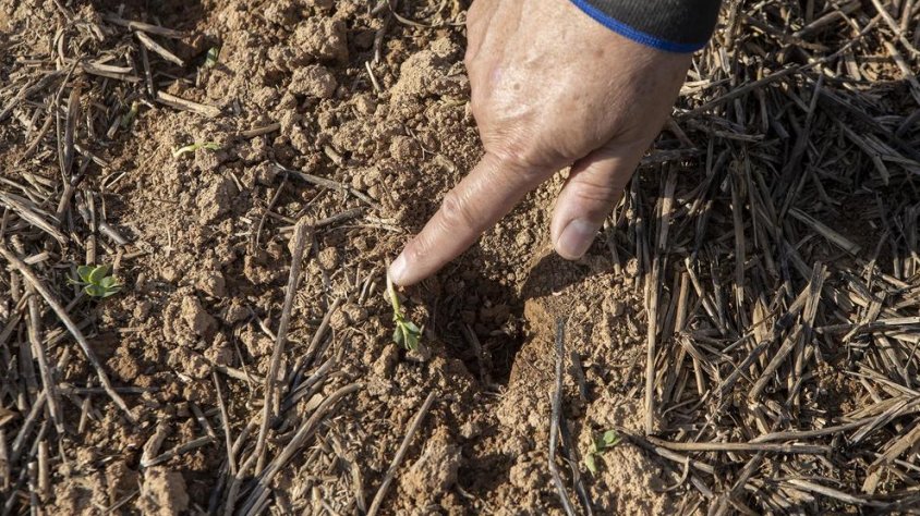 Detall de danys en un camp de cultiu de pèsols