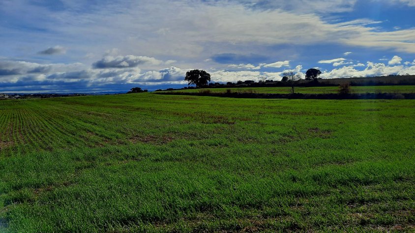 Sembrats de Tàrrega aquests dies