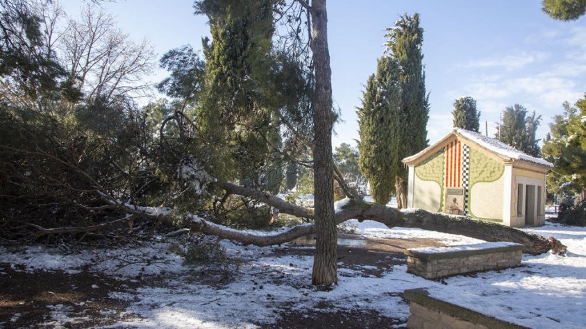 Un arbre de grans dimensions, caigut al parc de Sant Eloi
