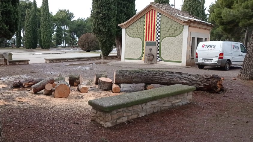Un dels pins que van caure ja talat