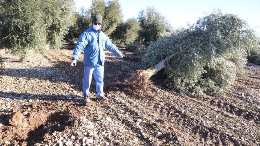 El Ramon, el lloc en el qual estava plantada l’olivera desplomada, que va ser desplaçada pel vent