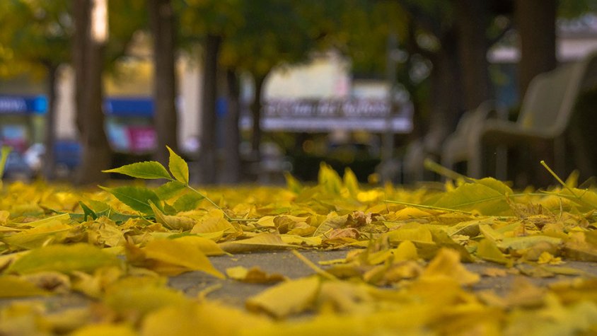 La plaça del Pare Carles Perelló coberta de fulles