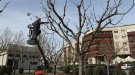 Nova campanya a Tàrrega de poda d'arbres dels espais públics urbans