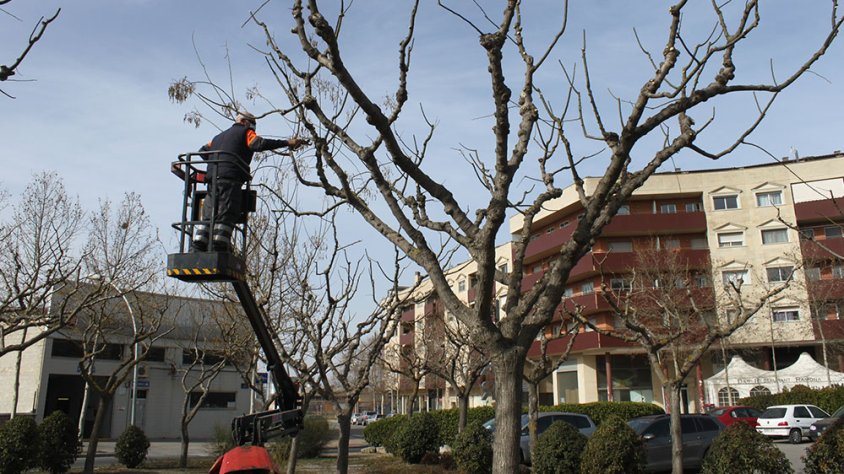 Un operari podant un arbre