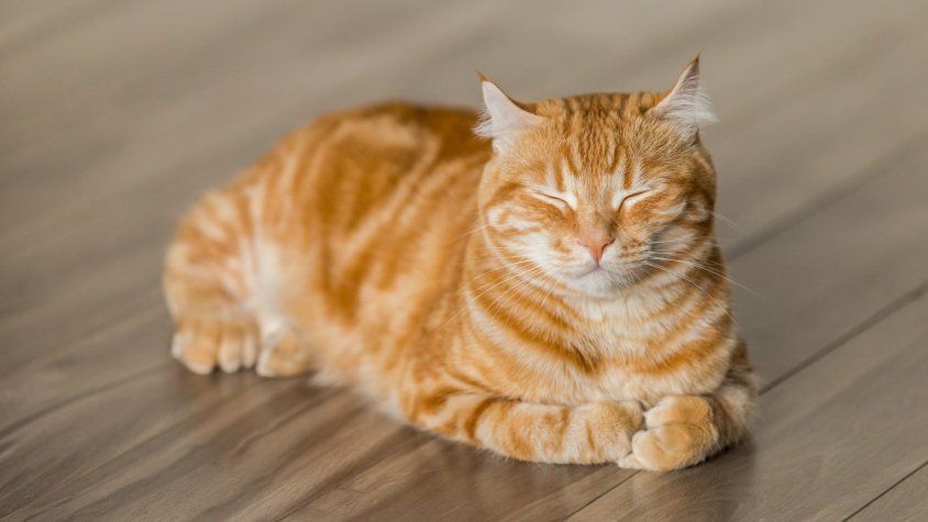 Històries felines 2