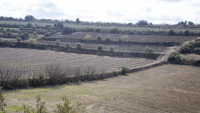 L'àrea on està previst el magatzem de llots de depuradora a Verdú