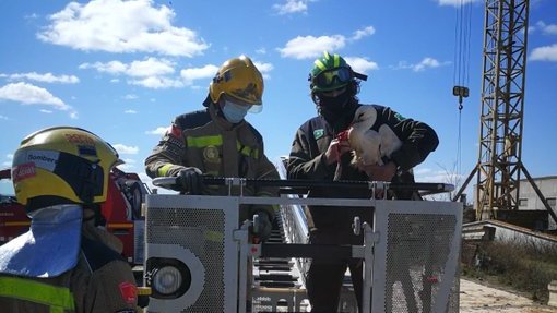 Aspecte de l'exemplar de cigonya rescatat pels Agents Rurals i els Bombers ahir a Bellpuig
