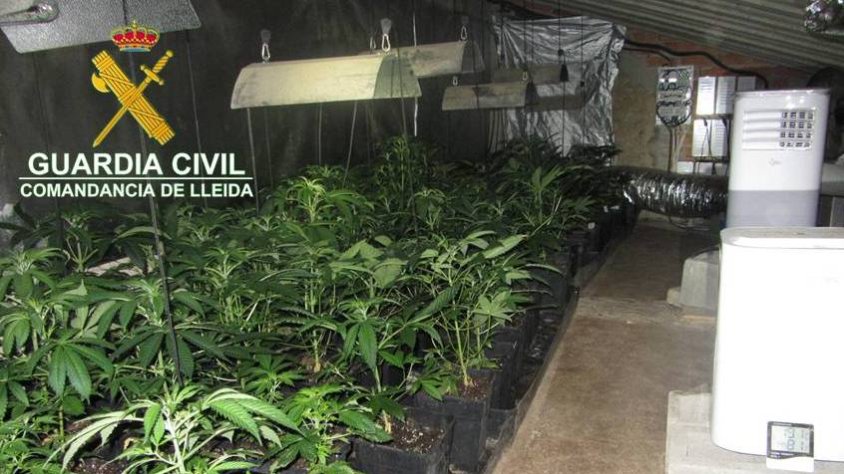 Algunes de les plantes que la parella tenia a casa seva