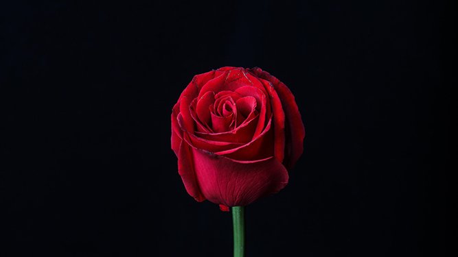 Diari d'una rosa per Sant Jordi