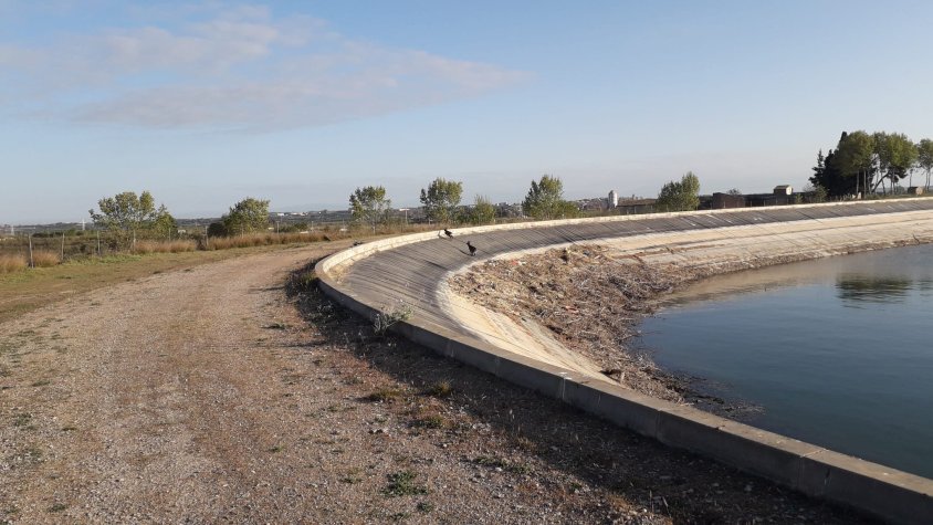 Dos cabirols sortint d'una bassa del canal d'Urgell gràcies a les mesures de protecció instal·lades, en una imatge d'arxiu
