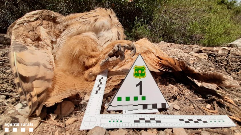 Sorprès caçant un gran duc a Verdú