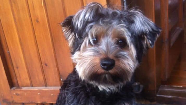 Una família de Tàrrega ofereix mil euros de recompensa per recuperar el seu gos