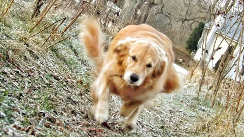 Bellpuig obliga a portar bossa per als excrements dels gossos