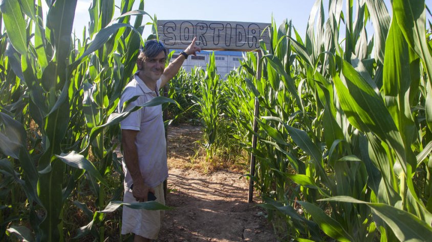 L'arpa s'apropia el laberint de panís
