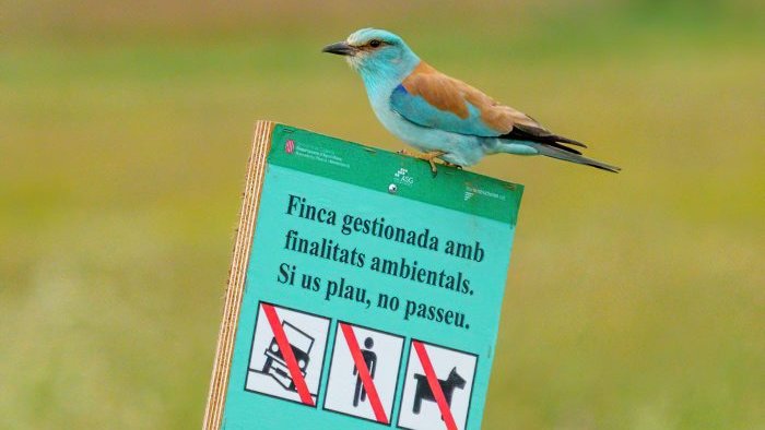 Constaten que hi ha més aus estepàries per les zepes