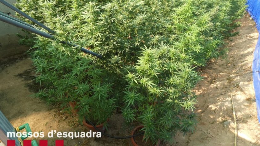 Detingut un veí d'Agramunt per conrear marihuana a la Guàrdia d'Urgell