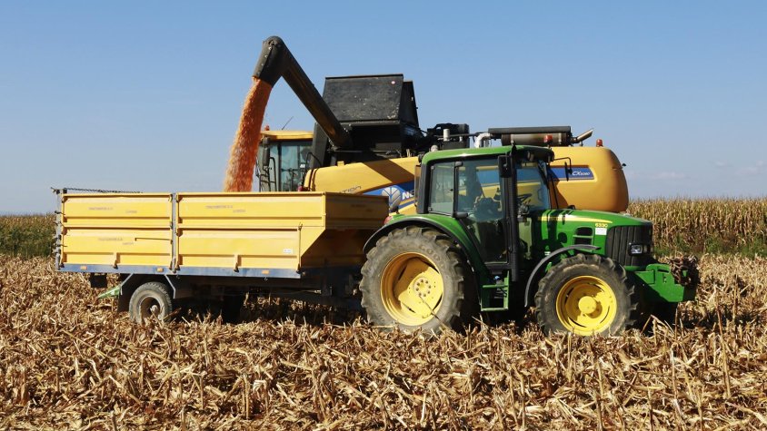 Una màquina recol·lectora descarregant el panís en un remolc