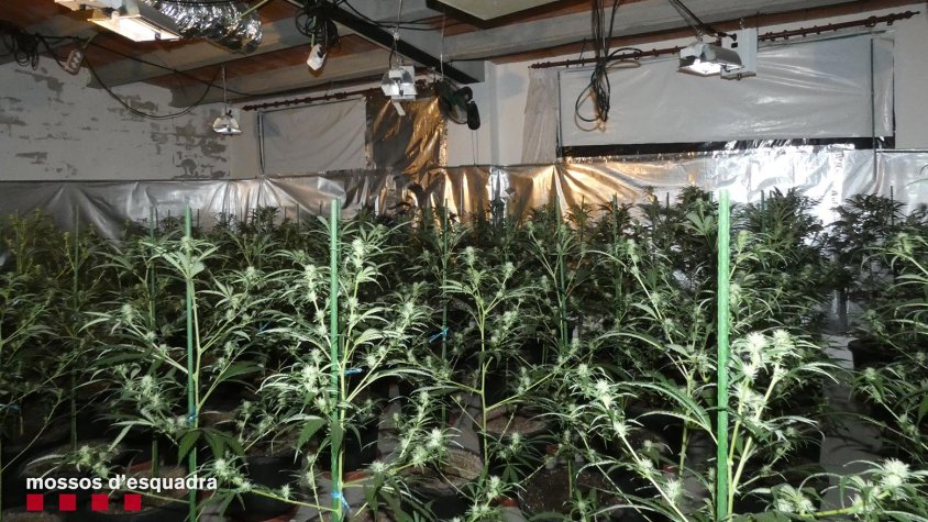 La plantació indoor