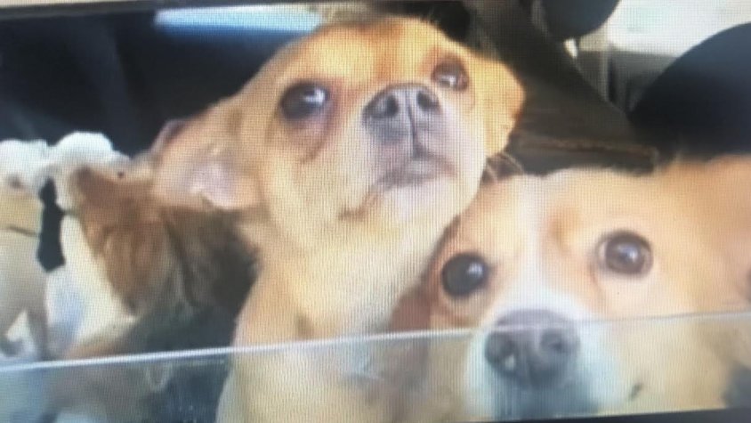 Alguns ddels gossos rescatats