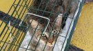 Anglesola controla les colònies felines amb voluntaris
