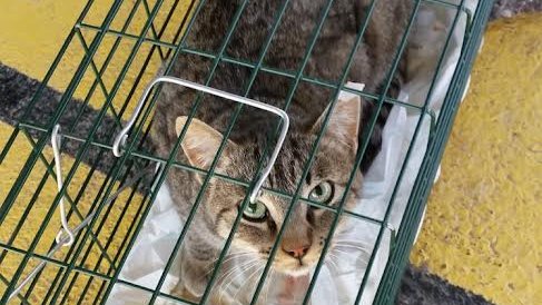 Un dels primers gats que el consistori ha esterilitzat