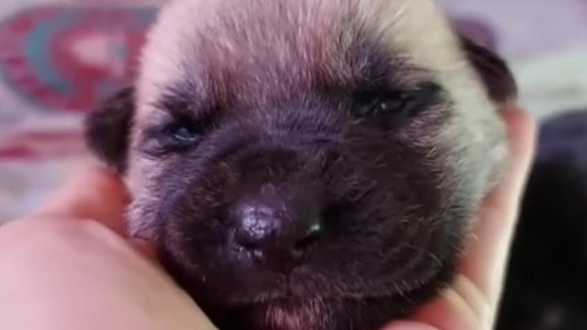 Un dels gossos rescatats a Altet