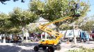 Tàrrega inicia una nova campanya de poda de l’arbrat de l’espai públic