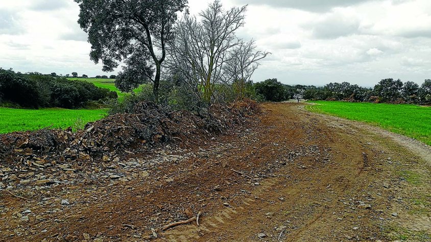 Exemple de destrucció dels vorals arbrats