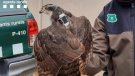 Alliberen un astor atrapat en una granja de perdius a Bellpuig