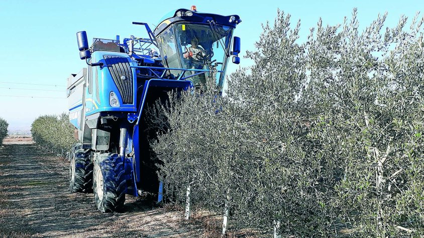 La màquina recol·lectora treballant a la plantació de oliveres de la família Franquesa