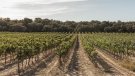 La Ruta del Vi de Lleida-Costers del Segre aconsegueix la certificació 'Biosphere' de turisme responsable i sostenible