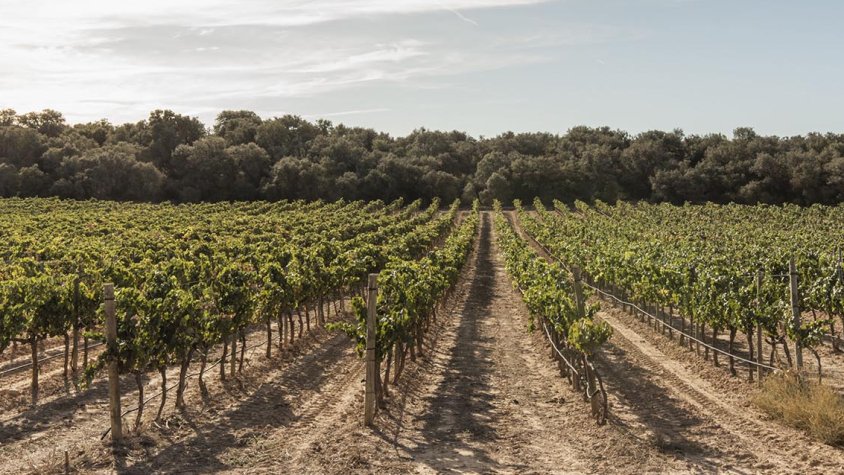 Pla obert d'una finca de vinya