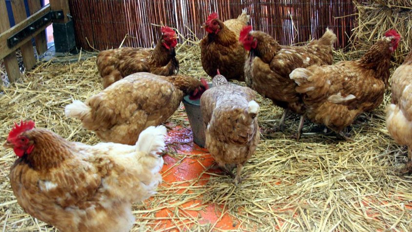 Gallines