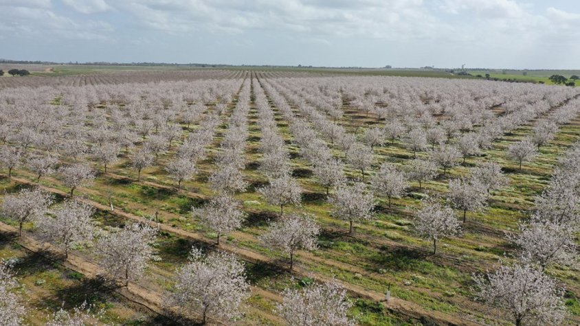 Plantació d'ametllers