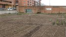 Tàrrega reprèn el programa d’horts urbans, ajornat el maig del 2020 a causa de la pandèmia