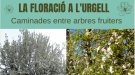 L'Urgell organitza caminades entre arbres fruiters per descobrir la floració