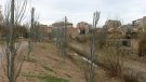 Tàrrega ultima els treballs de neteja i plantació d’arbres a la llera del riu Ondara
