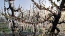 Els productors de fruita de Ponent alerten que la gelada d'aquesta matinada farà caure la producció