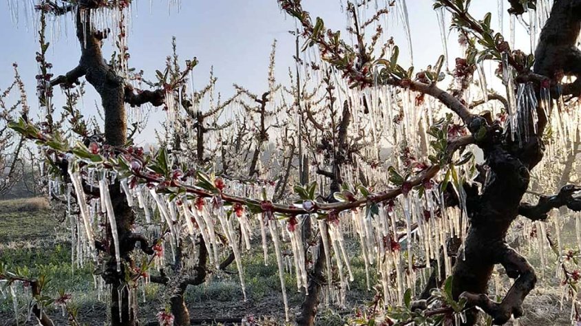 Fruiters del Segrià amb les flors cobertes de gel pel reg per aspersió que s'utilitza com a sistema antigelades