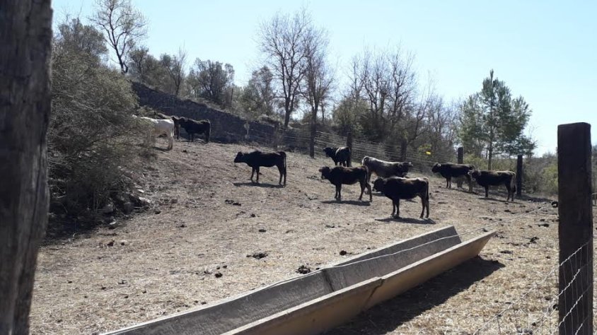 Algunes de les vaques de l'Albera