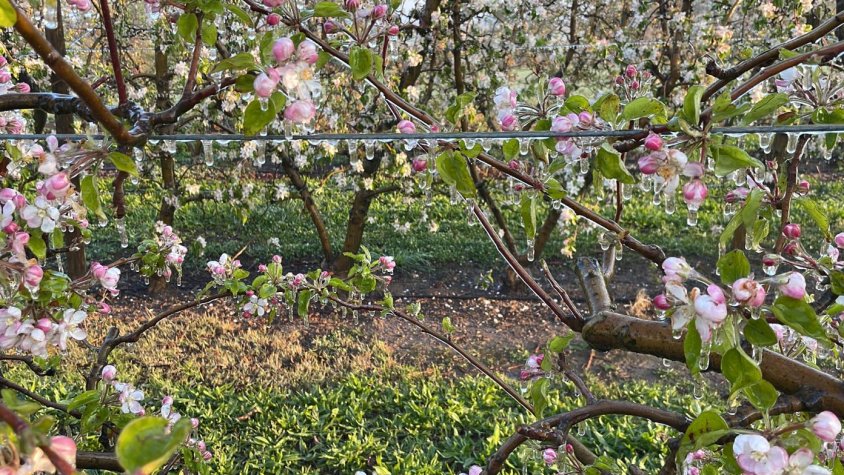 Sistema antigelada en funcionament en una finca de Corbins