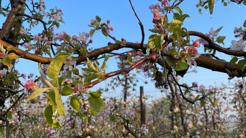 Sistema antigelada en funcionament en una finca de Corbins